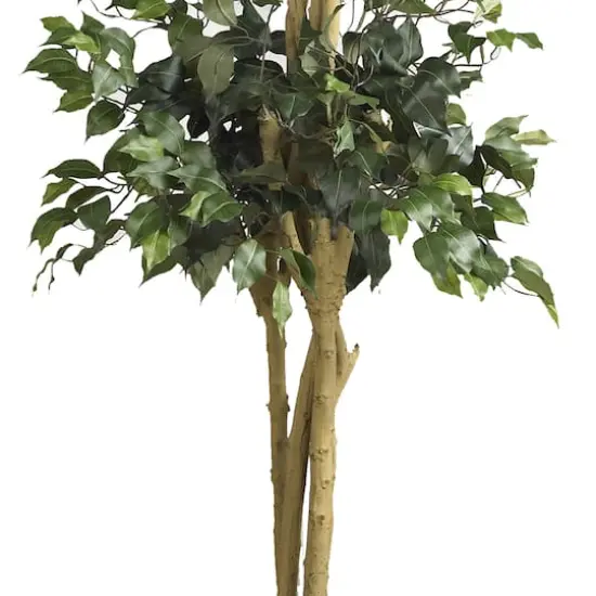 6ft. Potted Double Ball Ficus Silk Tree {4}