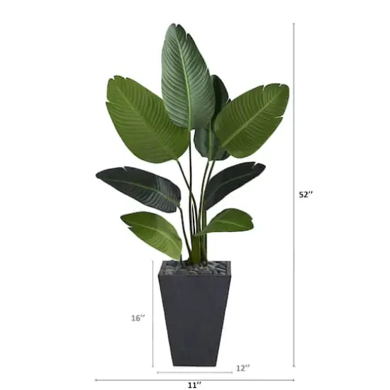 4ft. Travelers Palm Tree in Slate Planter {3}