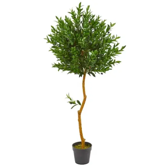 5ft. Potted Olive Topiary Tree {1}