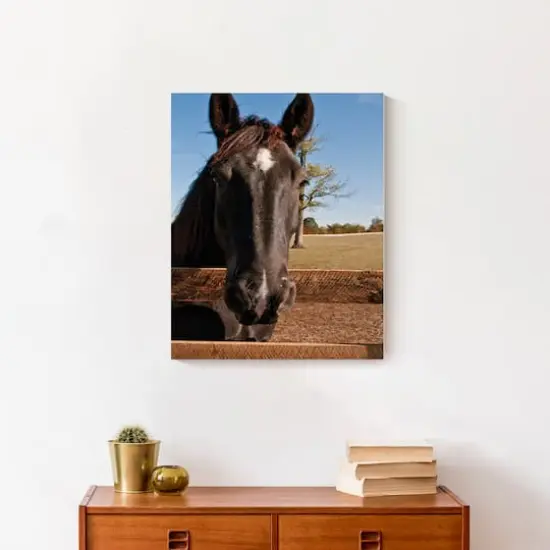 Horse Head 16" x 20" Canvas Wall Art {5}