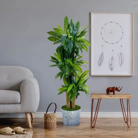 4.5ft. Corn Stalk Dracaena in Black Embossed Tin Planter {4}