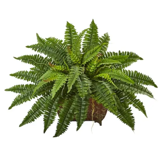 23" Boston Fern In Metallic Planter {1}