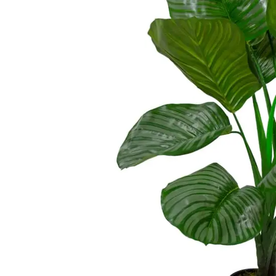 4ft. Potted Two Tone Green Calathea Floor Plant {4}