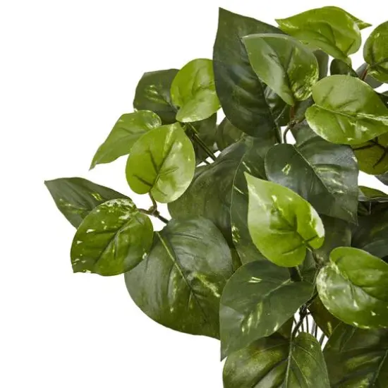 16" Pothos Bush, 6ct. {3}