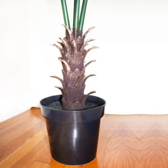 7ft. Potted Fan Palm Tree  {4}