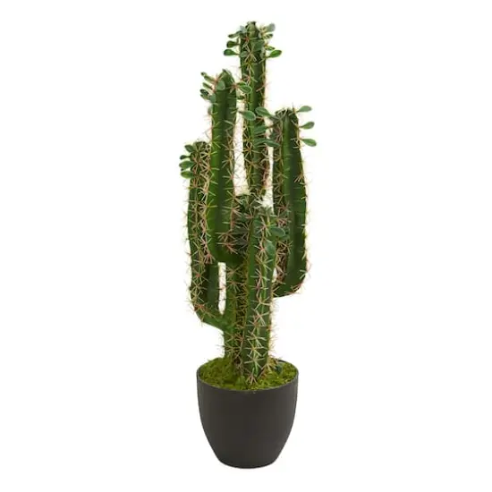2.5&rsquo; Potted Cactus Plant  {1}