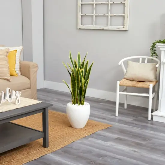 2.5ft. Green & Yellow Snake Plant in White Planter {4}