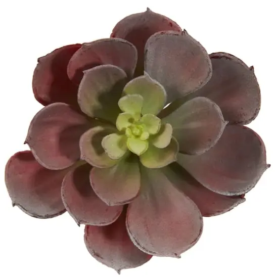 Green & Burgundy Echeveria Succulent, 12ct. {4}