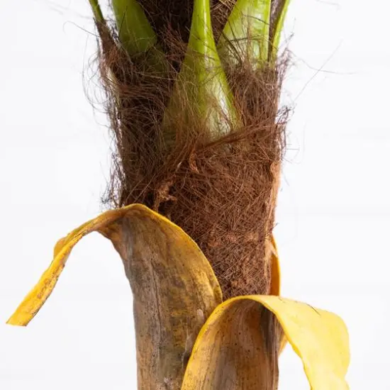 7ft. Potted Coconut Palm Tree {6}