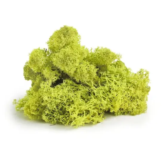 SuperMoss&reg; Preserved Reindeer Moss, 8oz. {3}