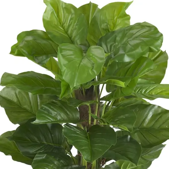 5ft. Potted Philodendron Plant {3}