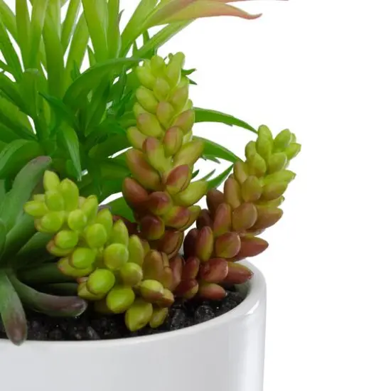 9" Succulent Arrangement in White Ceramic Pot {6}