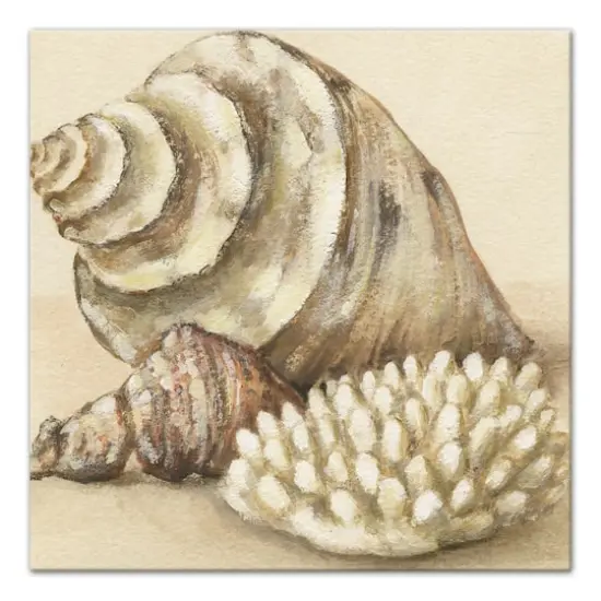 Conch And Sea Shells 20" x 20" Canvas Wall Art {1}