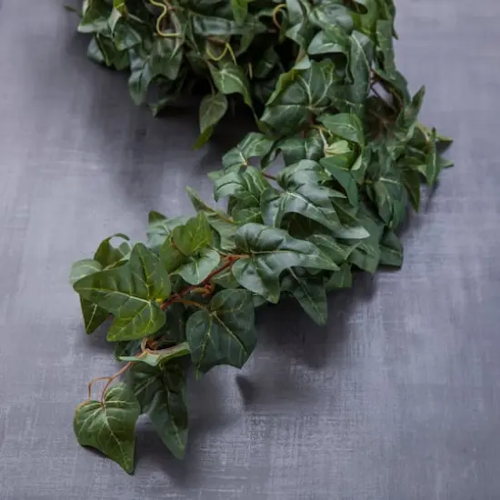 German Ivy Bush Ivy Collection by Ashland&reg; {3}