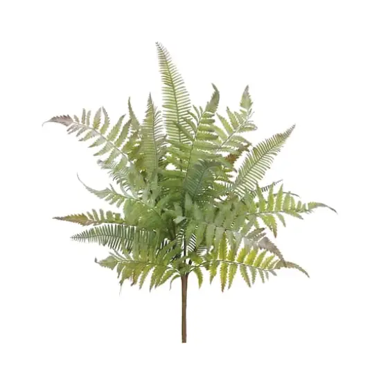 Mixed Fern Bush  {1}