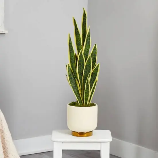 3ft. Snake Plant in Cream Planter with Gold Base {4}