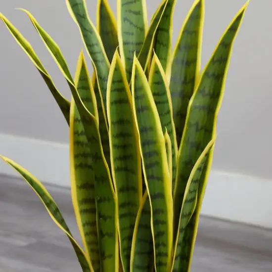 2.5ft. Green & Yellow Snake Plant in White Planter {5}