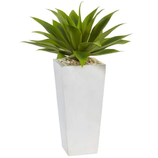 2ft. Agave In White Planter {1}