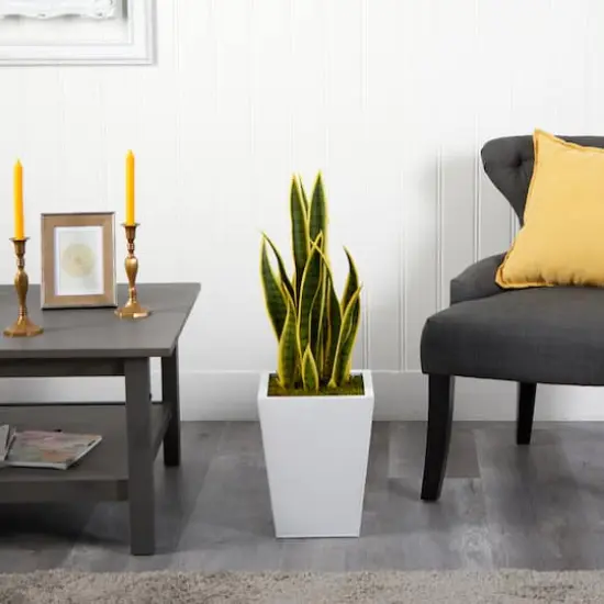 2.5ft. Snake Plant in White Metal Planter {4}
