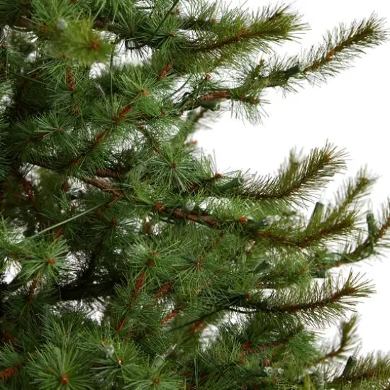 6ft. Pre-Lit Vancouver Mountain Pine Artificial Christmas Tree, Clear Lights {6}