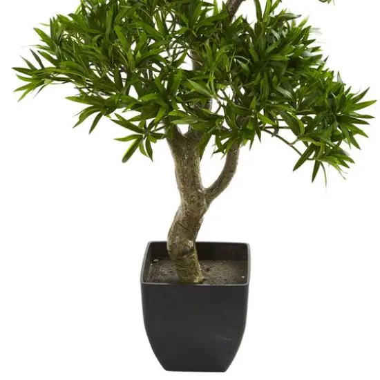 3ft. Potted Plum Pine Bonsai Styled Tree {4}