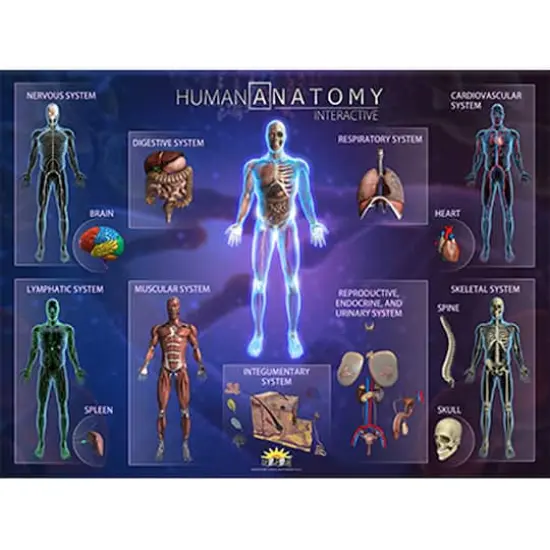 POPAR Human Anatomy Smart Mats Set {1}