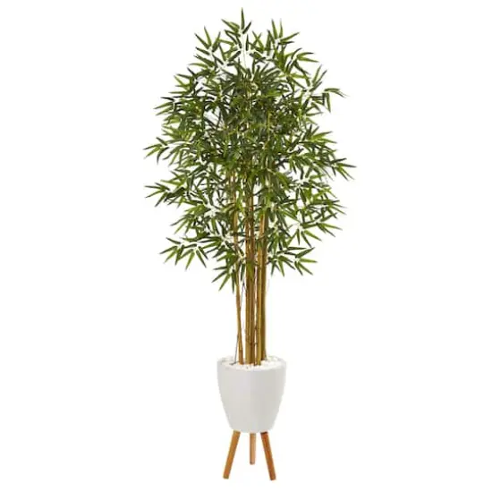6ft. Multi Bambusa Bamboo Tree in White Planter with Stand {1}