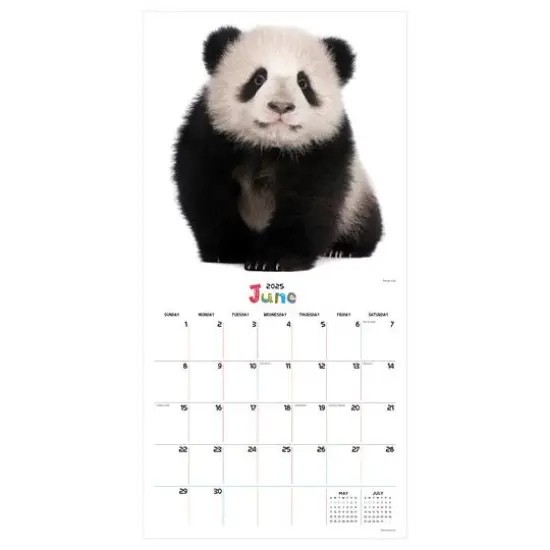 TF Publishing 2025 Baby Animals Wall Calendar {6}