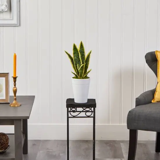 18" Snake Plant in Decorative White Planter {4}