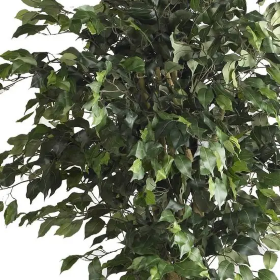 6ft. Potted Double Ball Ficus Silk Tree {3}