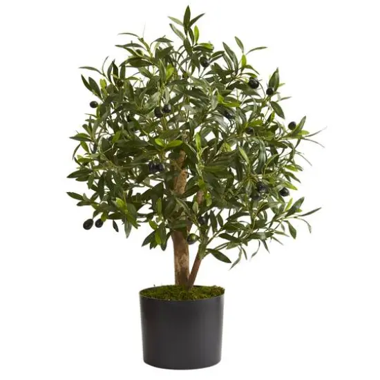 2.5ft Olive Tree in Black Planter {1}