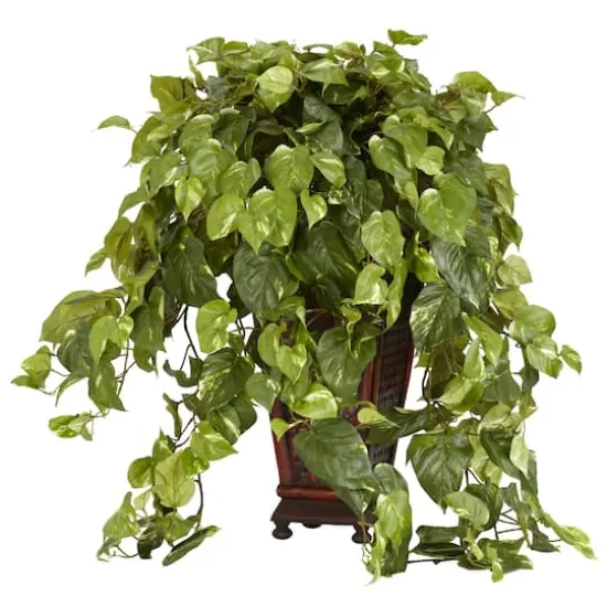 3ft. Vining Pothos with Bamboo Vase {1}