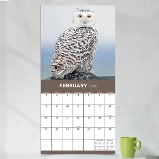 2026 Owls Wall Calendar {4}