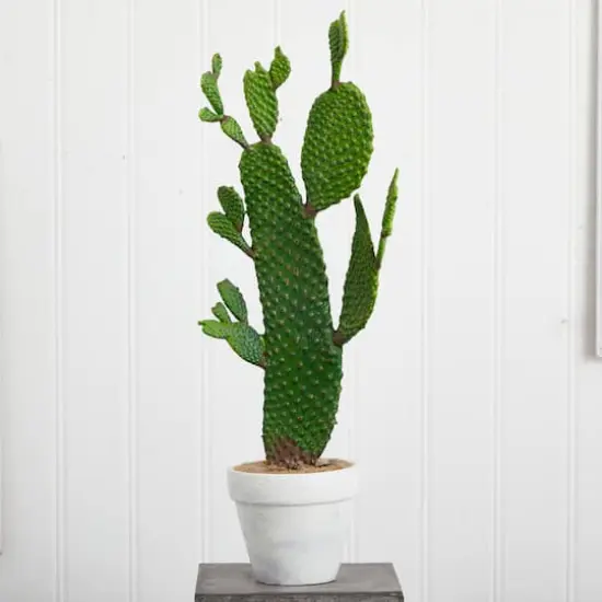2ft. Cactus Plant in White Planter {4}