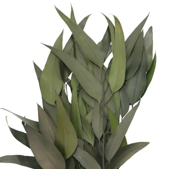 21" Green Willow Eucalyptus by Ashland&reg; {3}