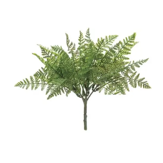 Fern Bush, 12ct. {3}