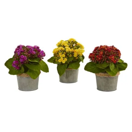 9" Kalanchoe Arrangement in Decorative Pot, 3ct. {6}