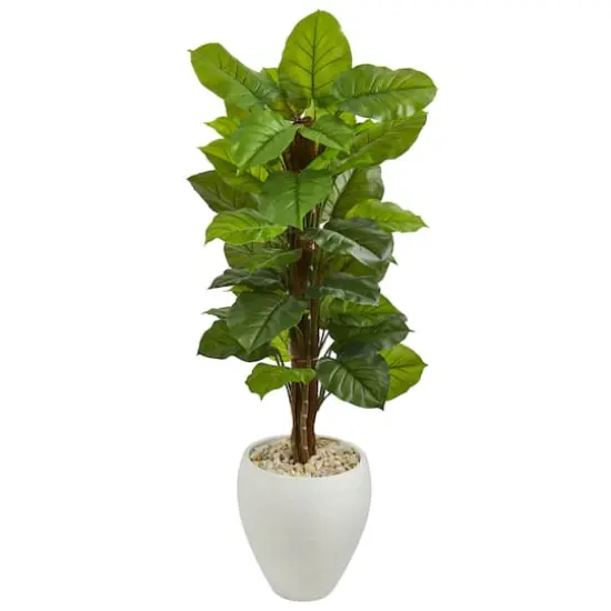 5ft. Large Leaf Philodendron Plant in White Oval Planter {1}