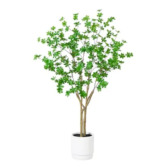 5ft. Enkianthus Tree in White Decorative Planter {1}