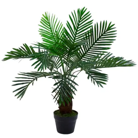 3ft. Potted Green Palm Plant {1}