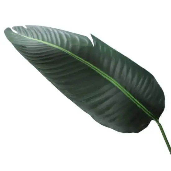 5.25ft. Potted Travelers Palm Tree {5}