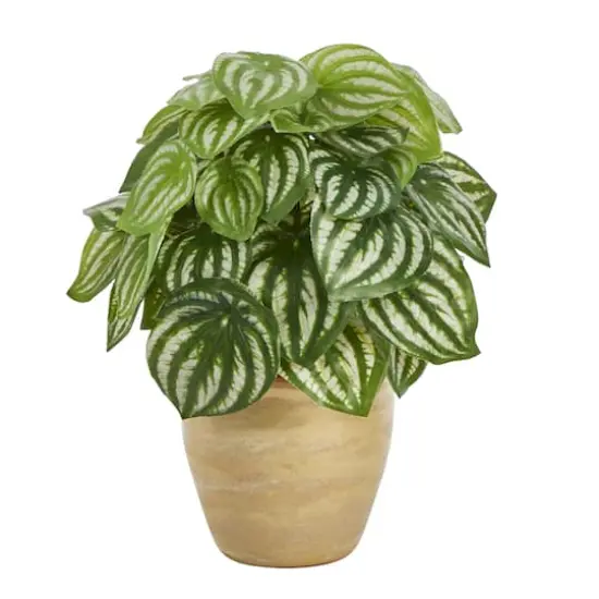 11" Watermelon Peperomia Plant in Ceramic Planter {1}