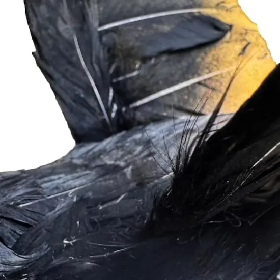 6" Black Flying Crow by Ashland&reg; {4}