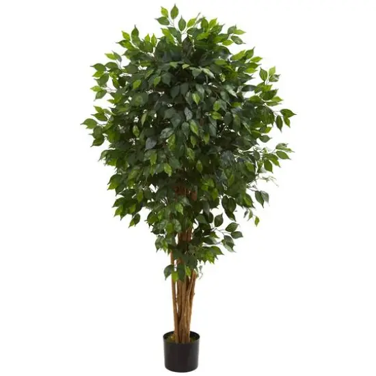 5.5ft. Potted Ficus Tree {1}