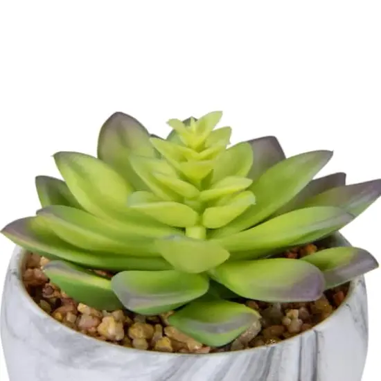 4" Green & Purple Succulent in Faux Marble Pot {5}