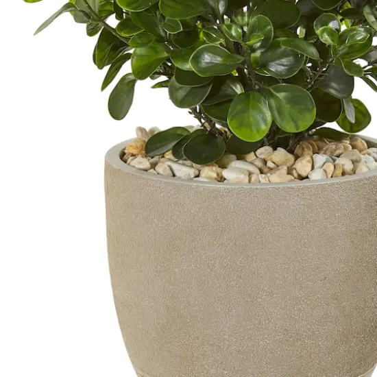2.5ft. Peperomia Plant in Sand Stone Planter {4}