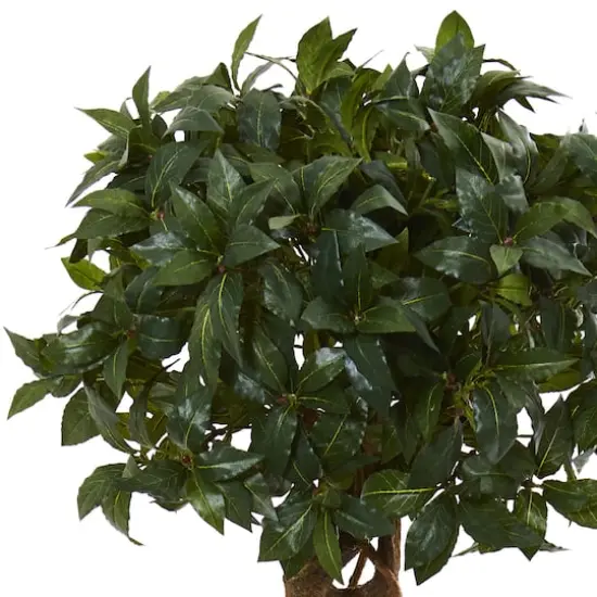 4.5ft. Sweet Bay Double Topiary Tree in Black Planter {3}