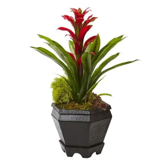 16.5" Bromeliad in Black Hexagon Planter {1}