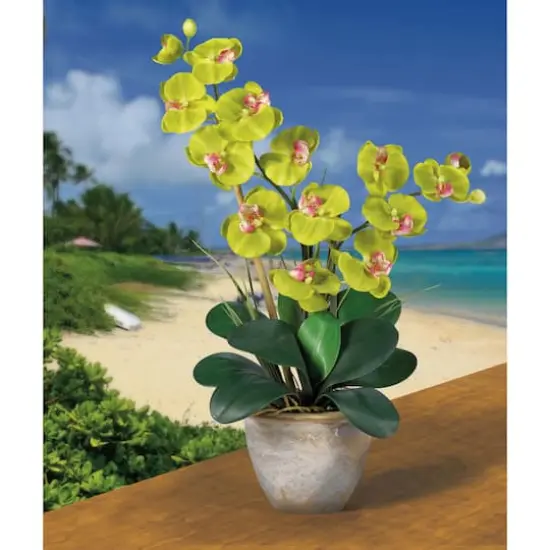 2ft. Double Moth Orchid Silk Flower Arrangement Green {3}