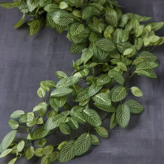 Fittonia Hanging Bush Classic Greeery by Ashland&reg; {3}